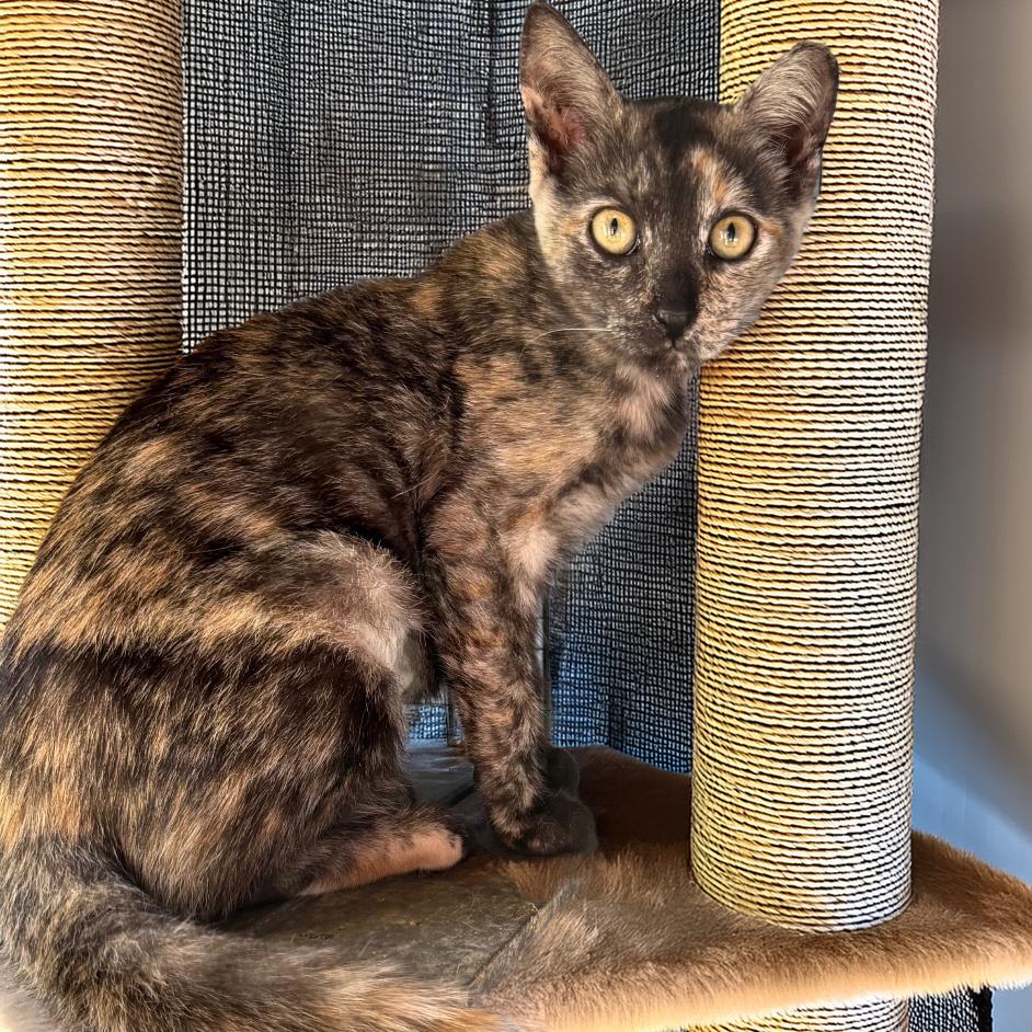 Enlarge Mavi, a Adoptable Domestic Short Hair in Long Beach, CA image 4/4