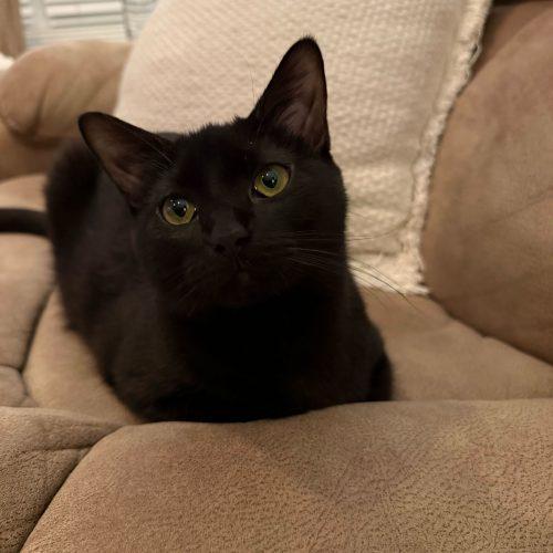 Candyman, Adoptable, Young Female Domestic Short Hair.