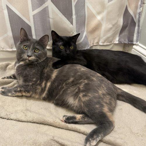 Enlarge Candyman, a Adoptable Domestic Short Hair in Toms River, NJ image 2/5