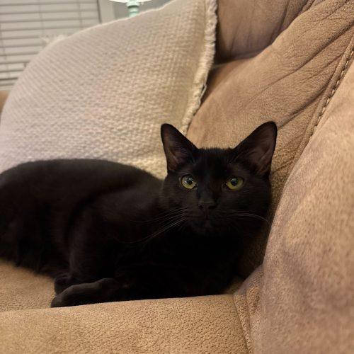 Enlarge Candyman, a Adoptable Domestic Short Hair in Toms River, NJ image 3/5