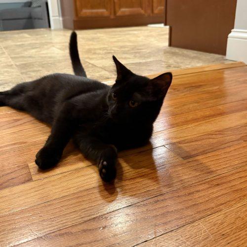 Enlarge Candyman, a Adoptable Domestic Short Hair in Toms River, NJ image 5/5