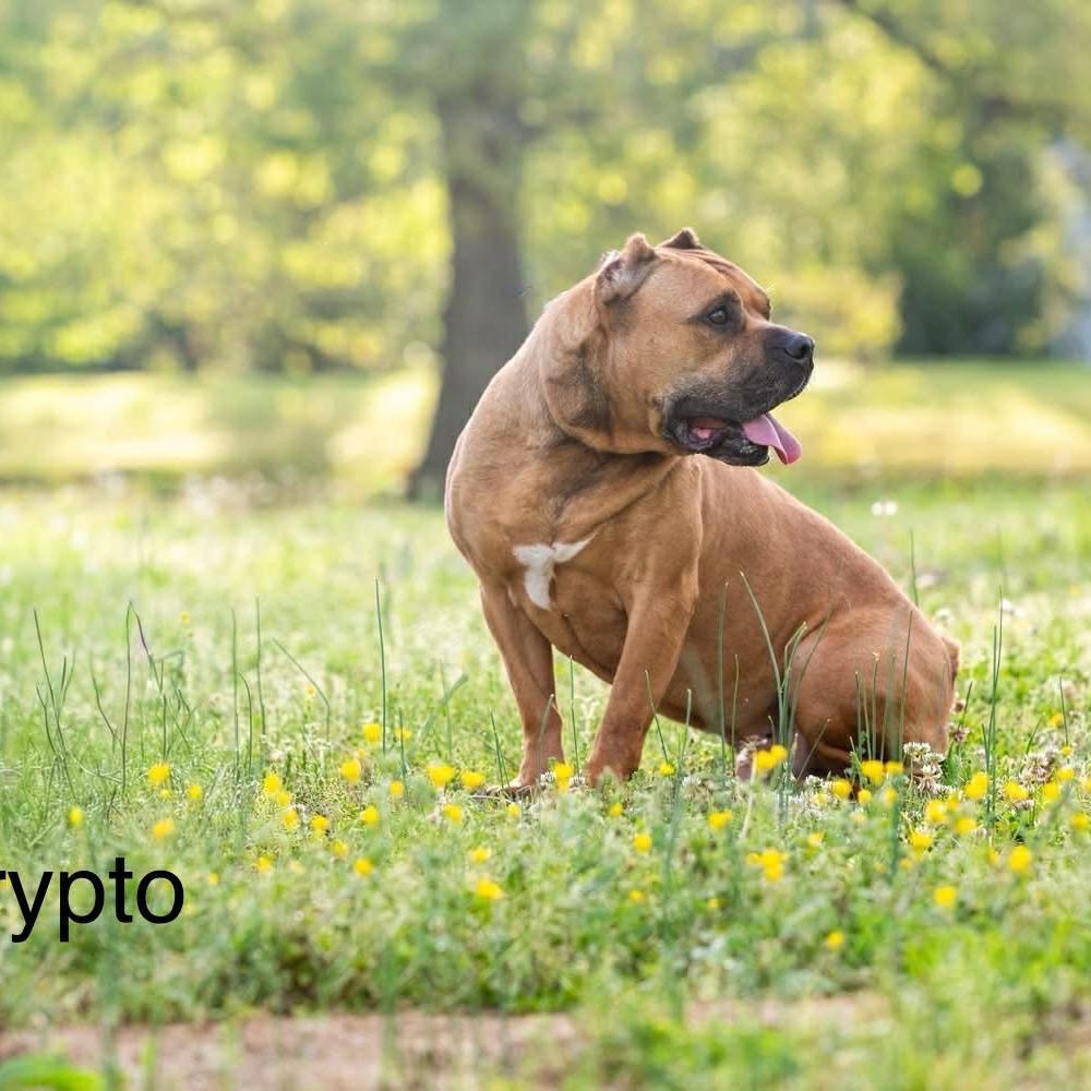 Enlarge Krypto, a Adoptable American Staffordshire Terrier in Bartlett, TN image 1/2