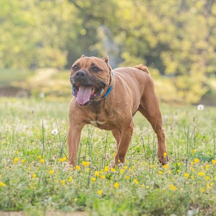 Enlarge Krypto, a Adoptable American Staffordshire Terrier in Bartlett, TN image 2/2