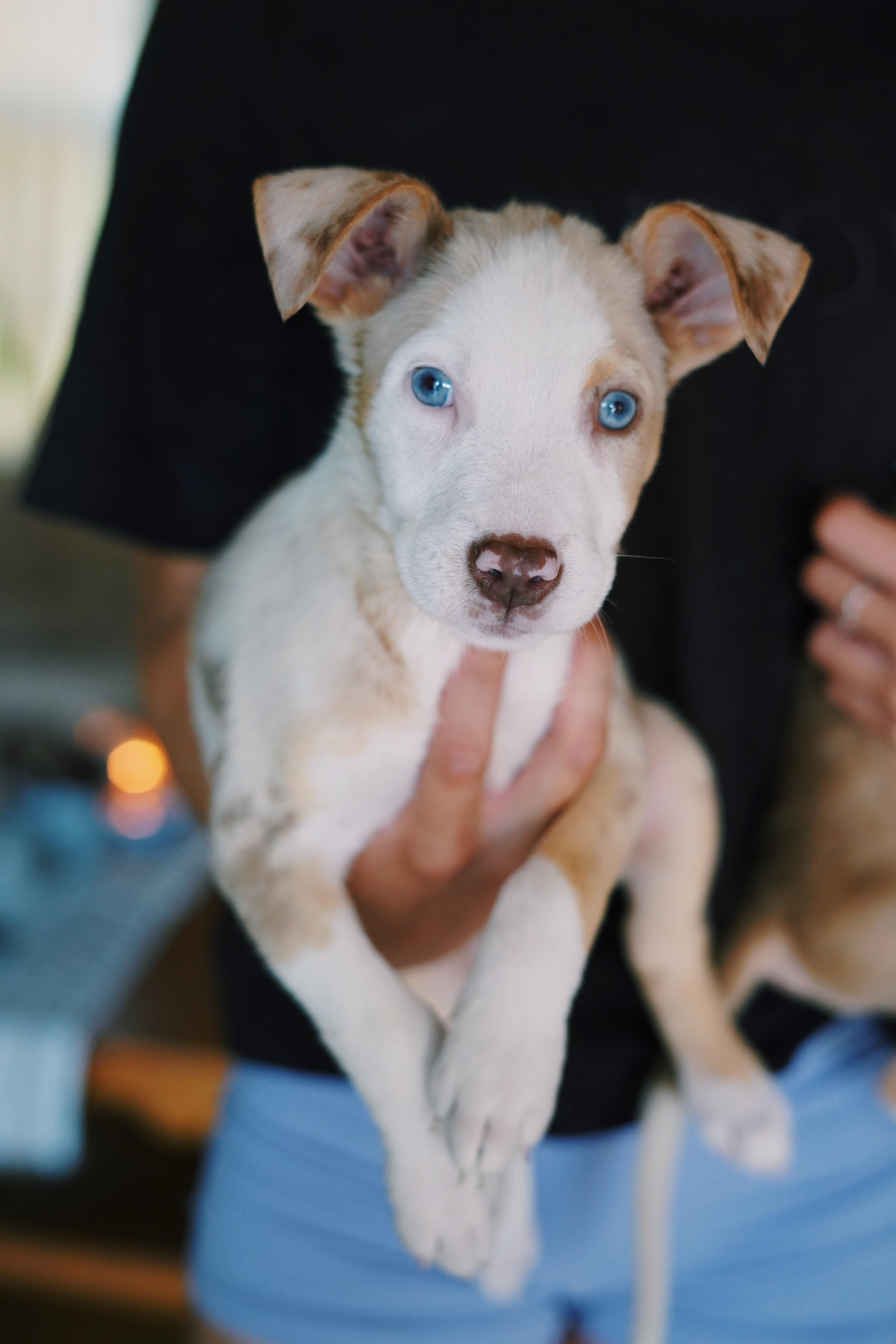 Piglet, Adoptable, Puppy Male Australian Cattle Dog / Blue Heeler.