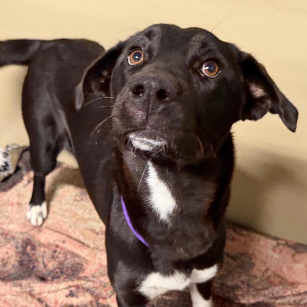 Enlarge Navi, a Adoptable mixed breed in Durango, CO image 1/5