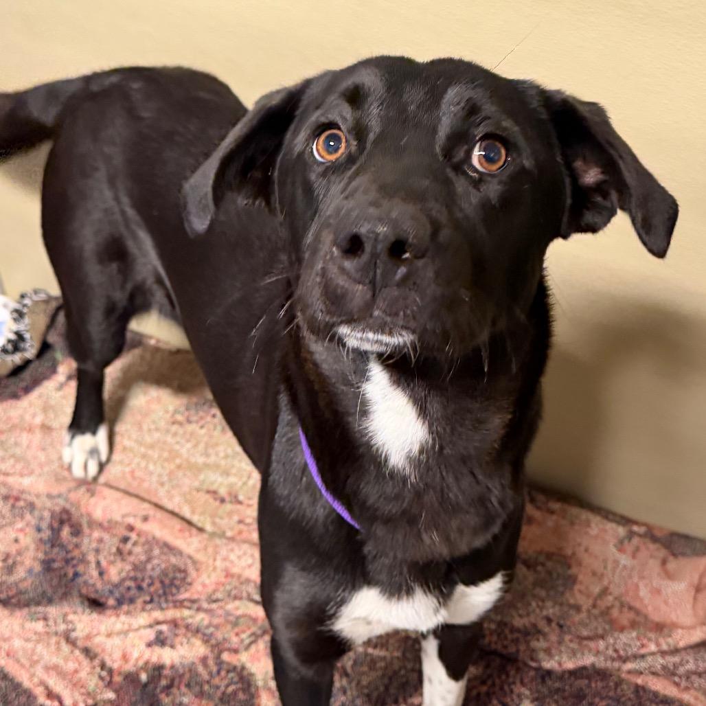 Enlarge Navi, a Adoptable mixed breed in Durango, CO image 2/5