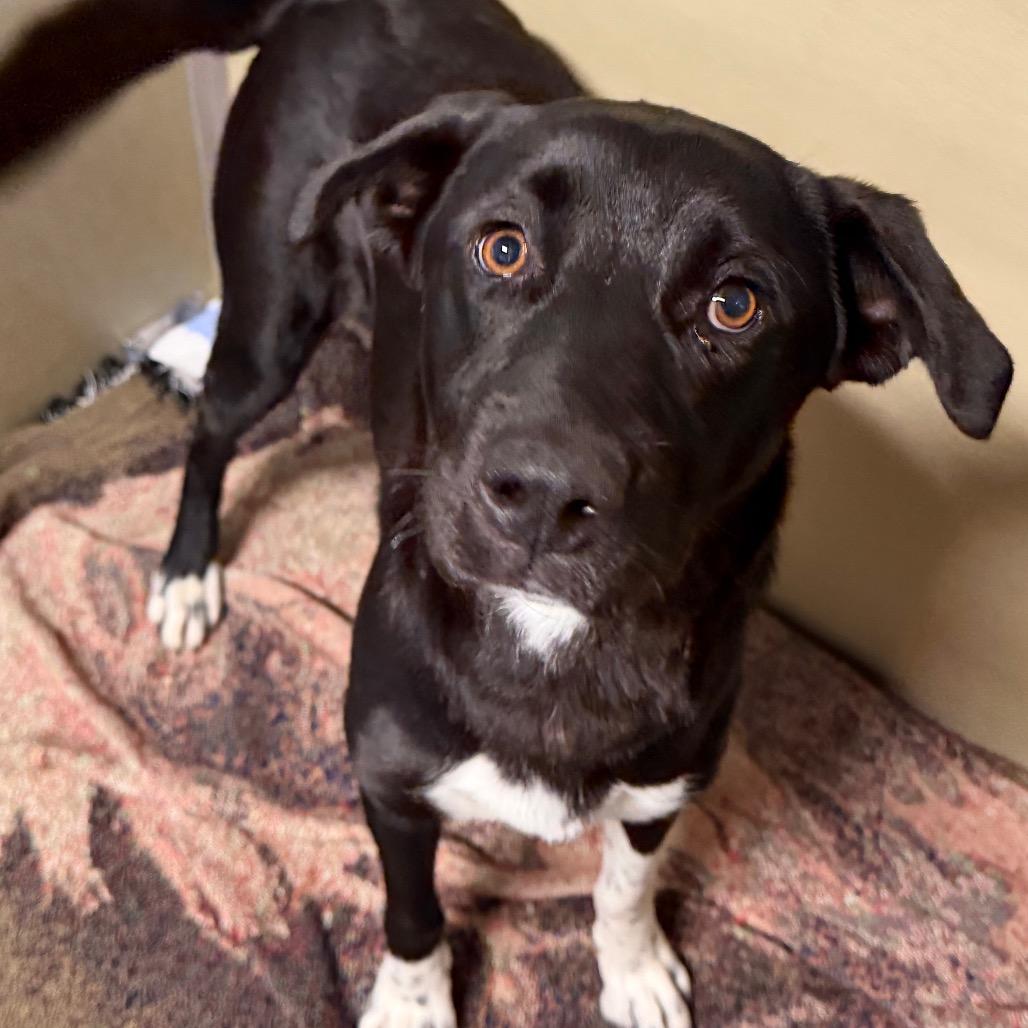 Enlarge Navi, a Adoptable mixed breed in Durango, CO image 3/5