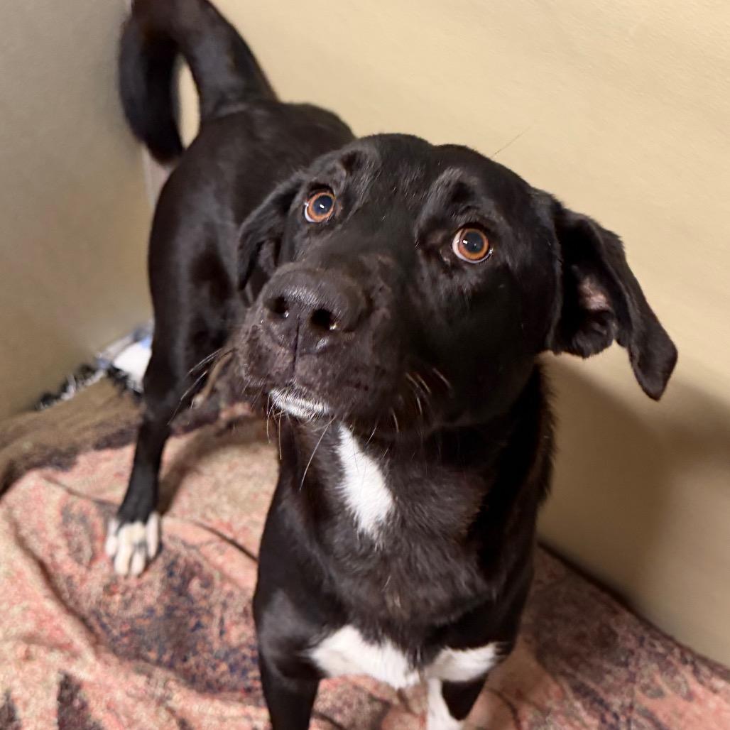 Enlarge Navi, a Adoptable mixed breed in Durango, CO image 4/5