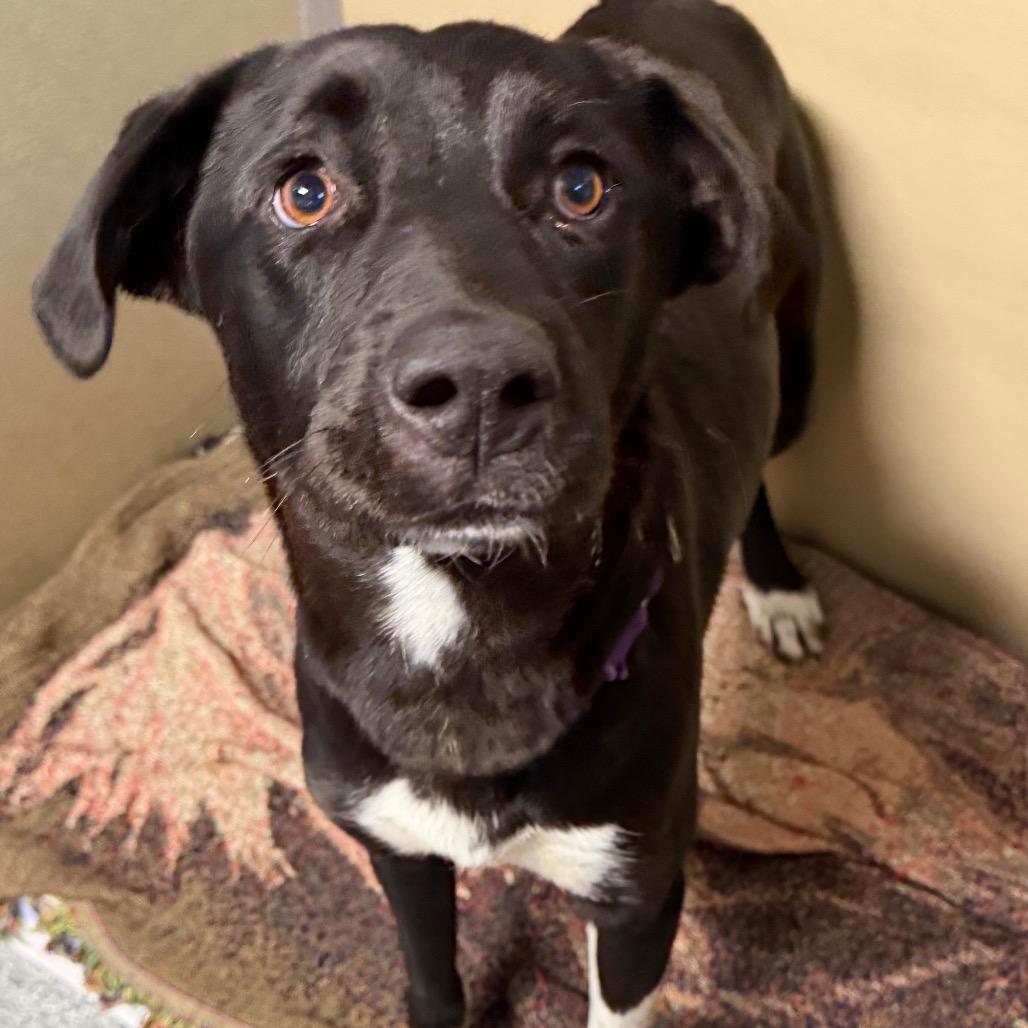 Enlarge Navi, a Adoptable mixed breed in Durango, CO image 5/5