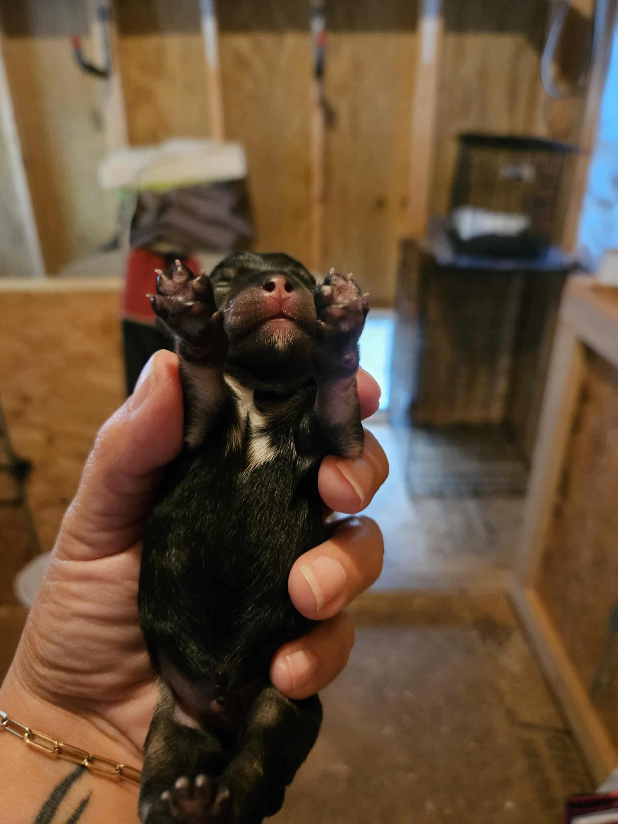 Enlarge Aspen, a Adopted mixed breed in Richmond, KY image 1/6