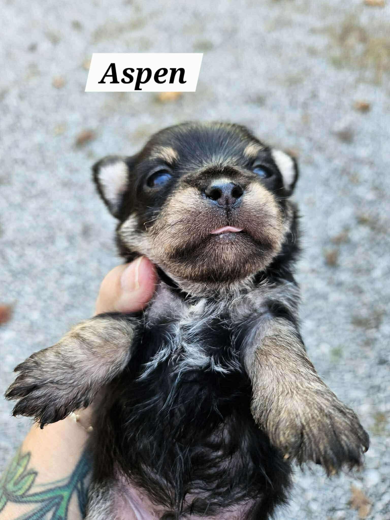 Enlarge Aspen, a Adopted mixed breed in Richmond, KY image 2/6