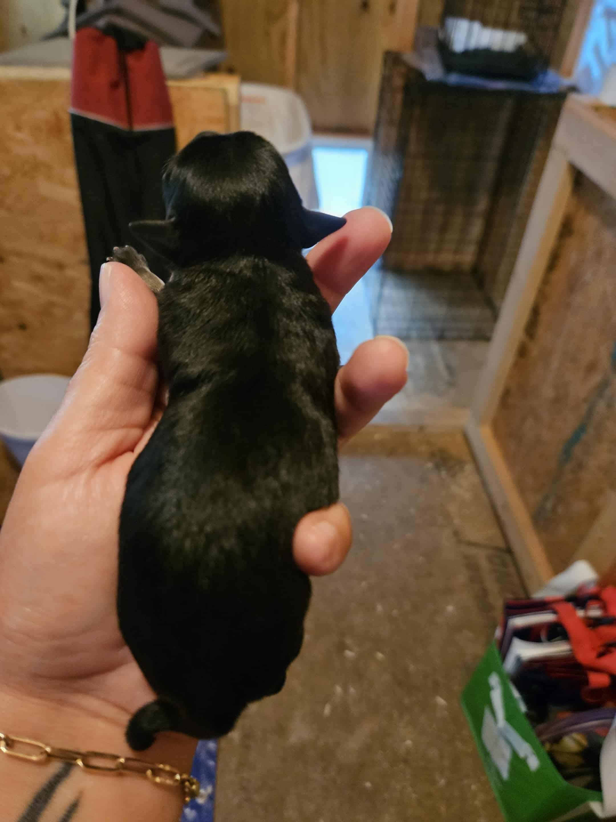 Enlarge Aspen, a Adopted mixed breed in Richmond, KY image 3/6