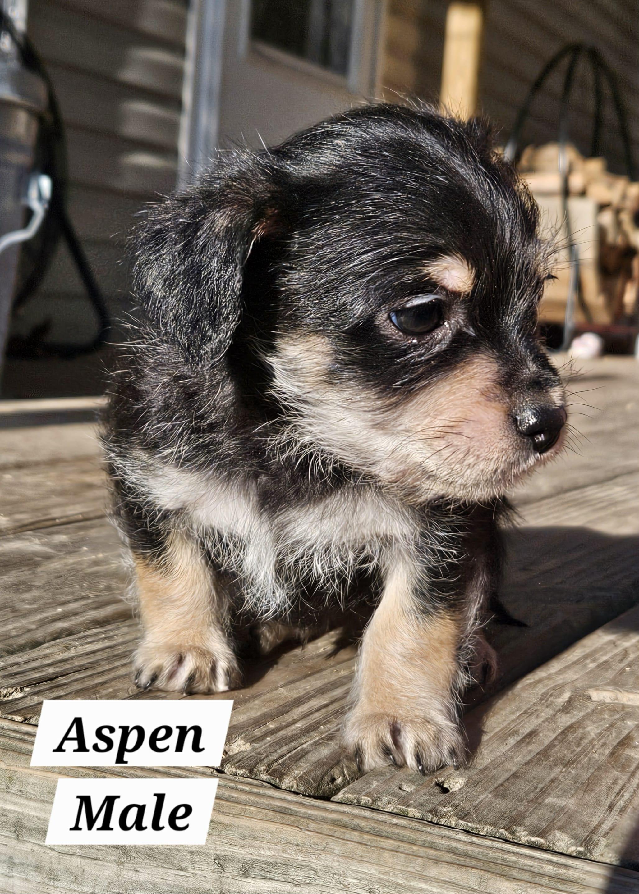 Enlarge Aspen, a Adopted mixed breed in Richmond, KY image 4/6