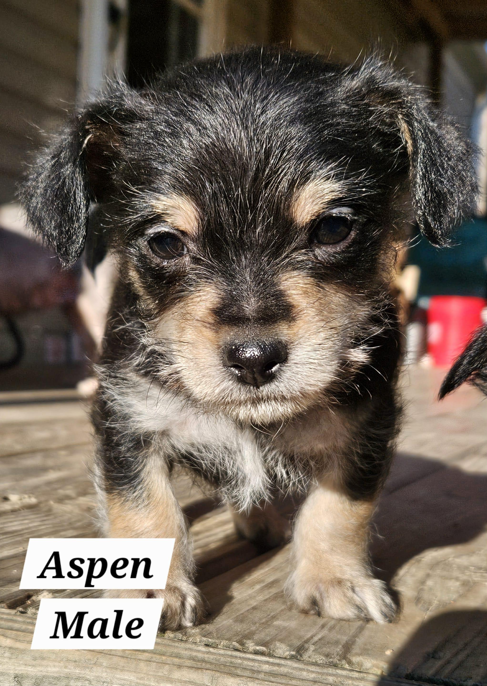 Enlarge Aspen, a Adopted mixed breed in Richmond, KY image 5/6