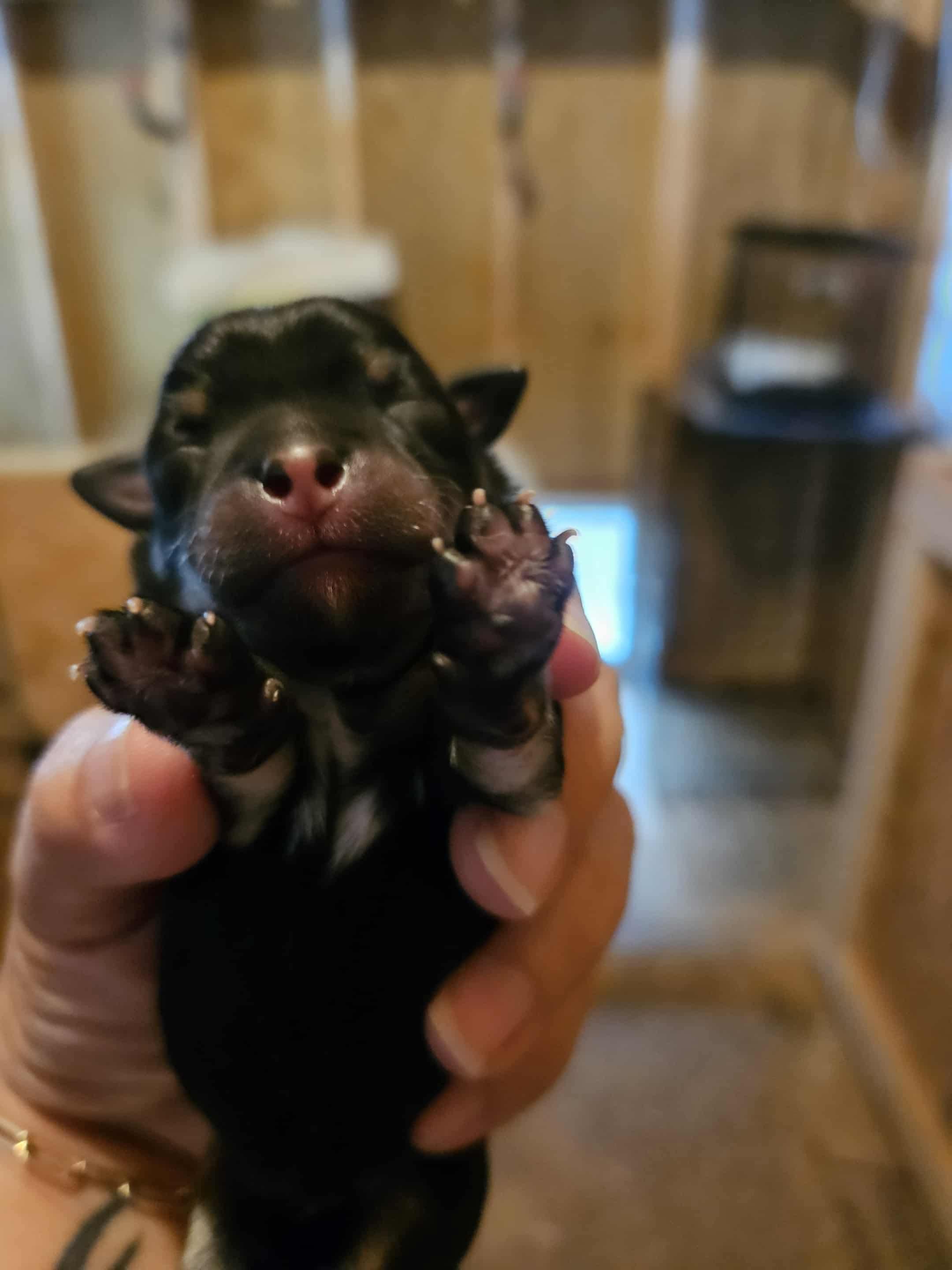 Enlarge Aspen, a Adopted mixed breed in Richmond, KY image 6/6