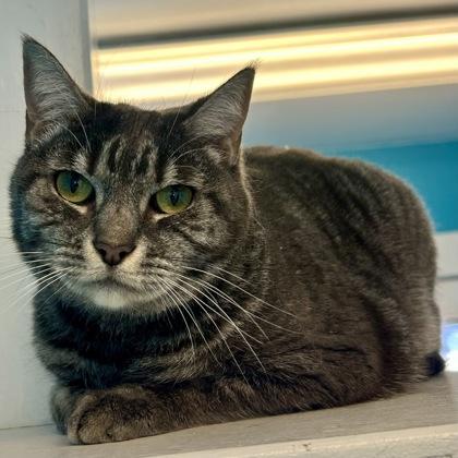Katmai, Adoptable, Adult Female Domestic Short Hair & Domestic Short Hair.