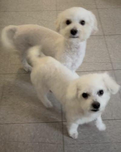 Enlarge Benny, a ADOPTABLE Maltipoo in Gardena, CA image 3/3