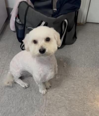 Enlarge Benny, a ADOPTABLE Maltipoo in Gardena, CA image 2/3