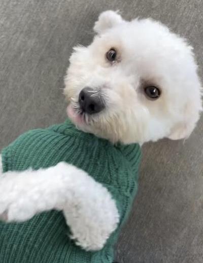 Enlarge Benny, a ADOPTABLE Maltipoo in Gardena, CA image 1/3