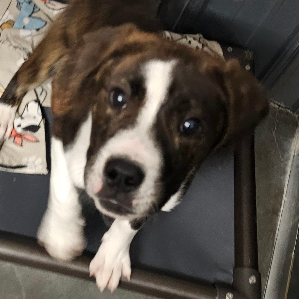 Kimbo, Adoptable, Puppy Male Pit Bull Terrier.