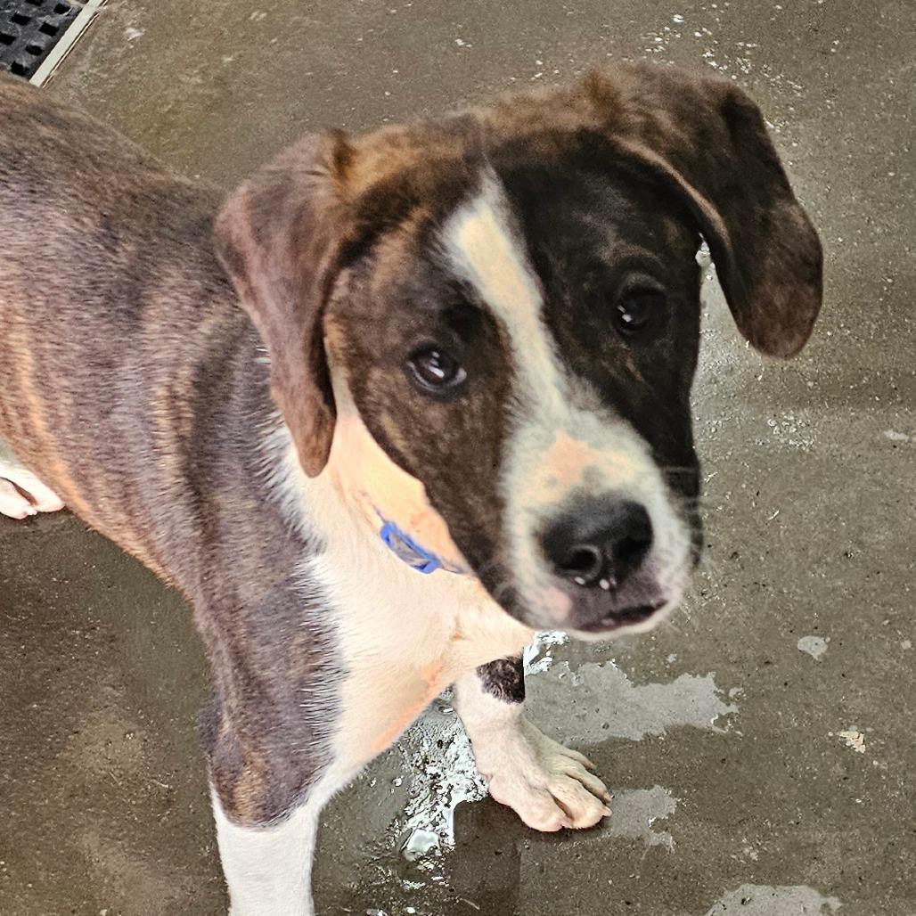 Enlarge Kimbo, a Adoptable Pit Bull Terrier in Grinnell, IA image 2/5