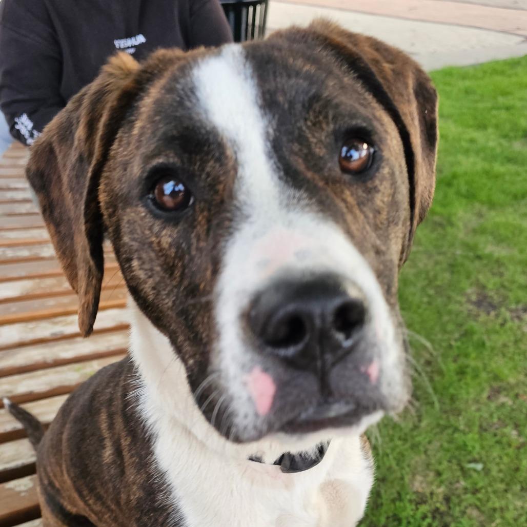 Enlarge Kimbo, a Adoptable Pit Bull Terrier in Grinnell, IA image 3/6