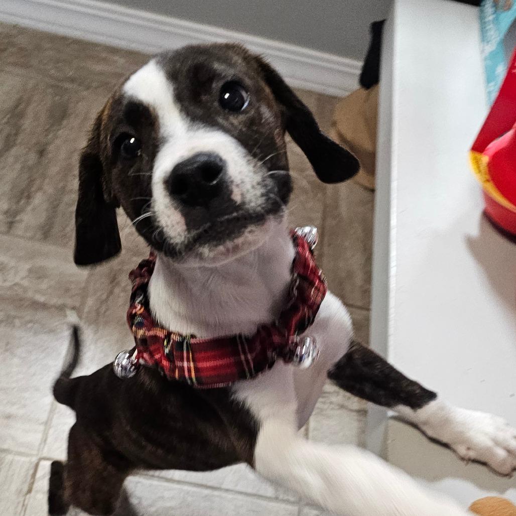 Kimbo, Adoptable, Puppy Male Pit Bull Terrier.