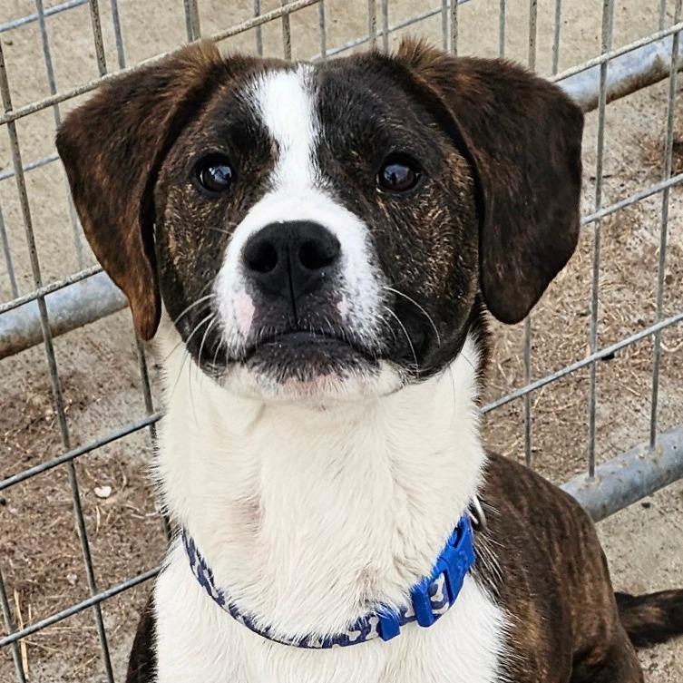 Enlarge Kimbo, a Adoptable Pit Bull Terrier in Grinnell, IA image 4/5