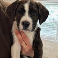 Enlarge Kimbo, a Adoptable Pit Bull Terrier in Grinnell, IA image 5/5