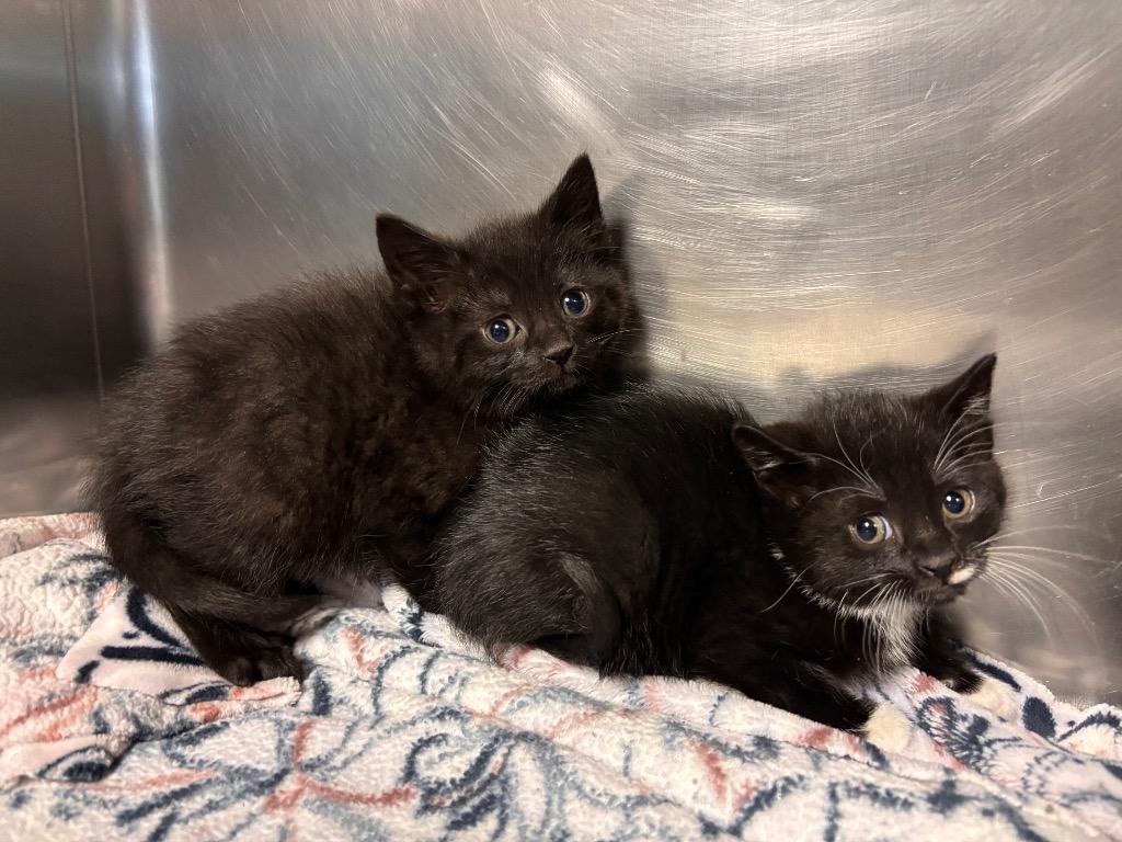 Hermione, Adoptable, Kitten Female Domestic Short Hair.