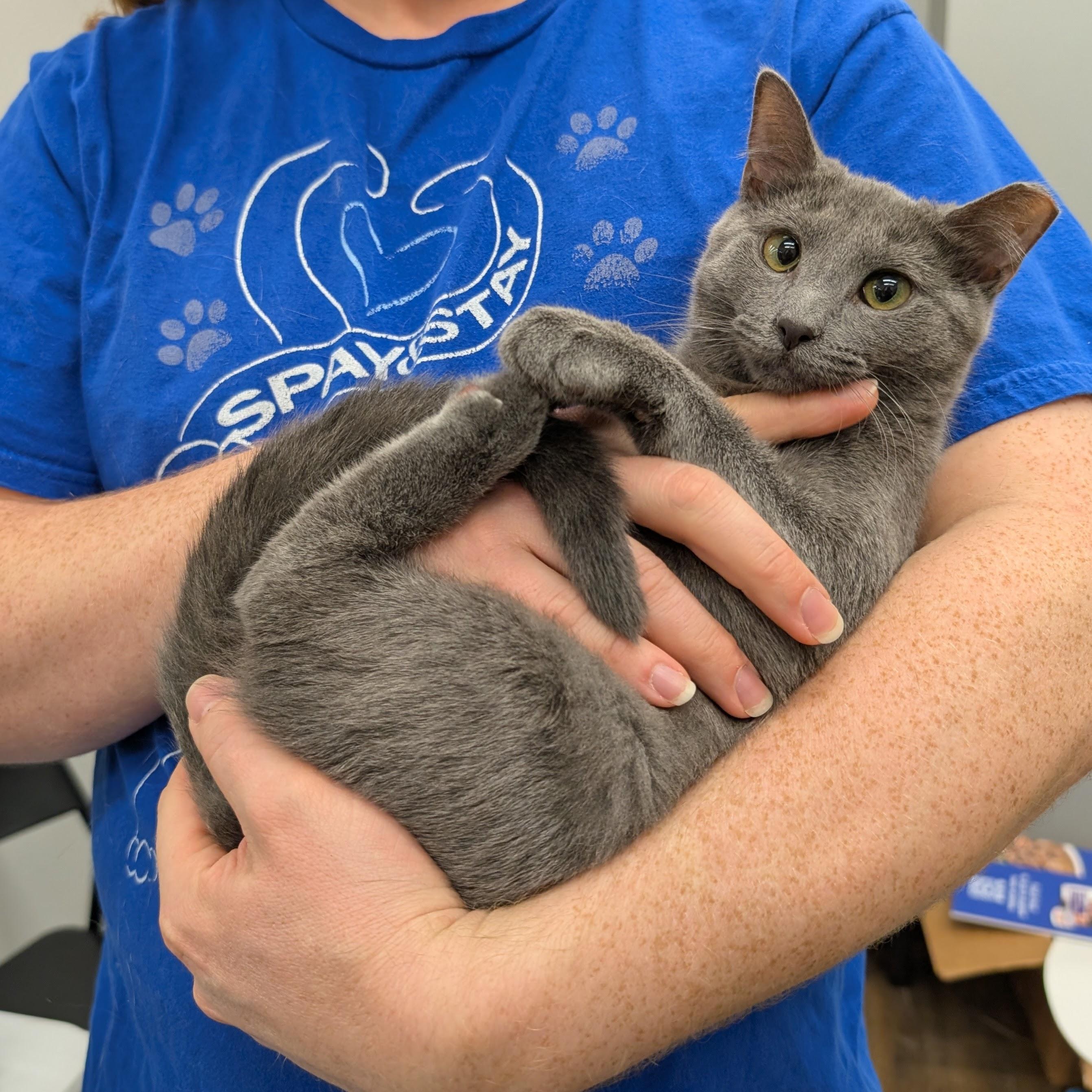 Tippy, Adoptable, Young Female Domestic Short Hair.