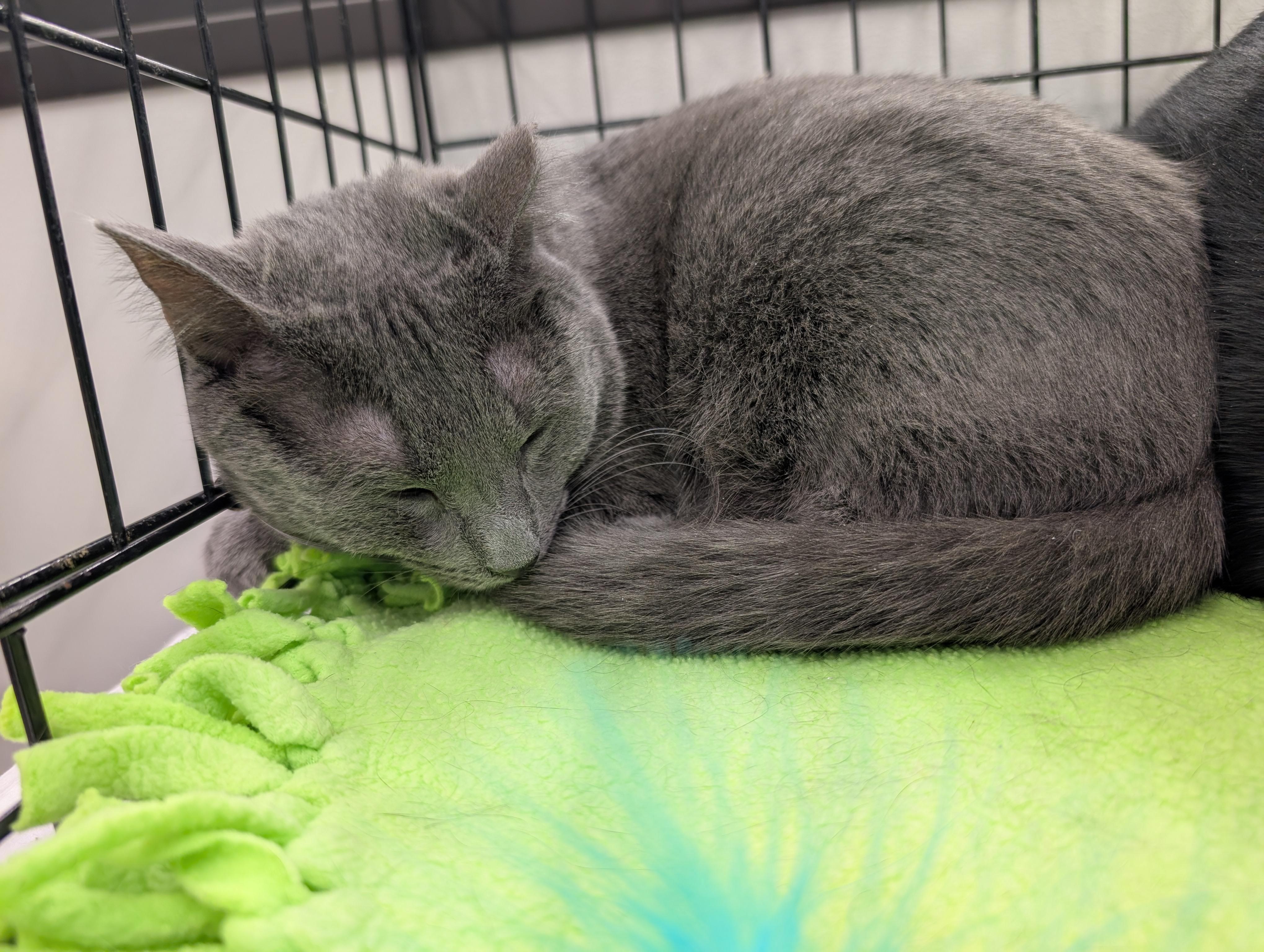 Enlarge Tippy, a Adoptable Domestic Short Hair in Grayslake, IL image 3/3