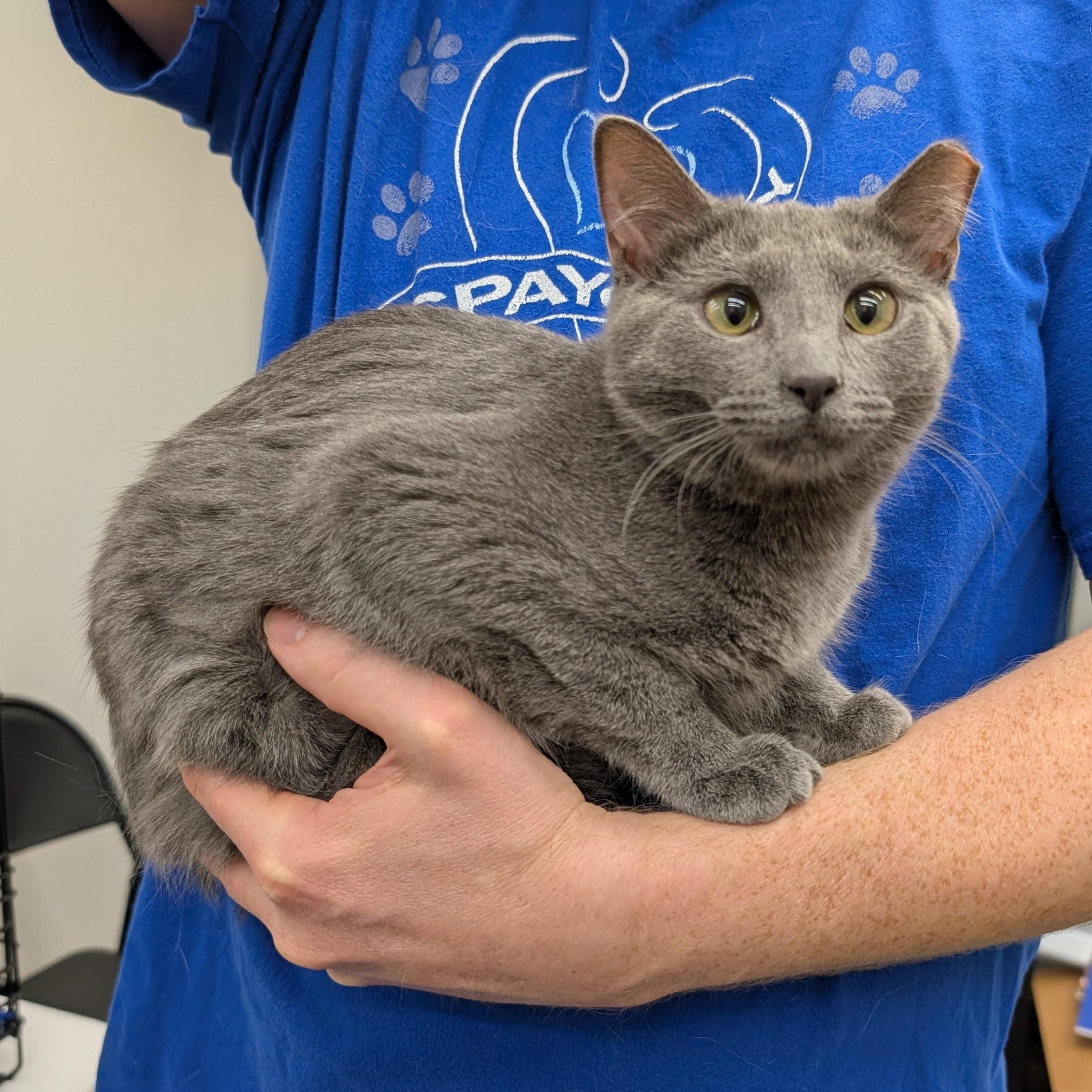 Enlarge Tippy, a Adoptable Domestic Short Hair in Grayslake, IL image 2/2