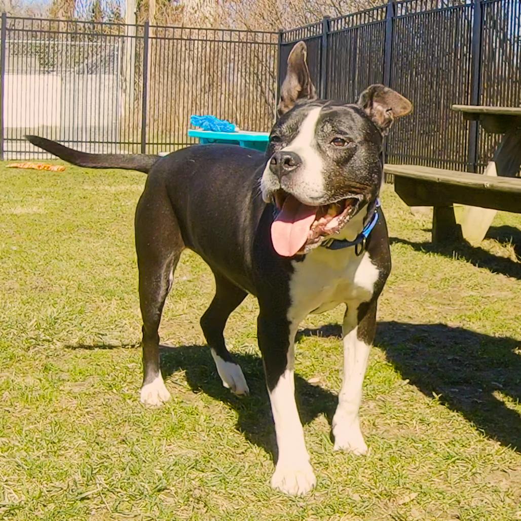 Girlfriend, a Adoptable Mixed Breed in South Haven, MI image 1/6