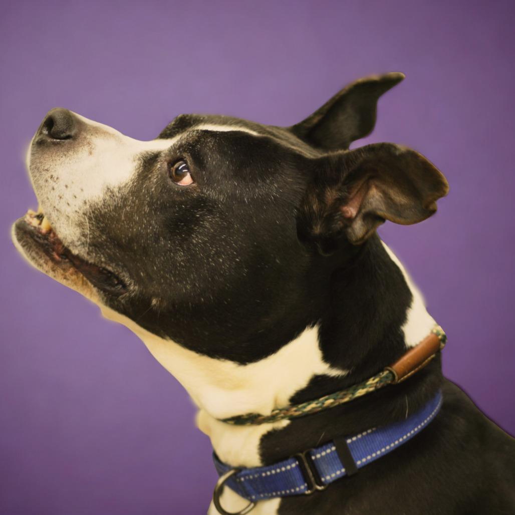 Girlfriend, a Adoptable Mixed Breed in South Haven, MI image 3/6