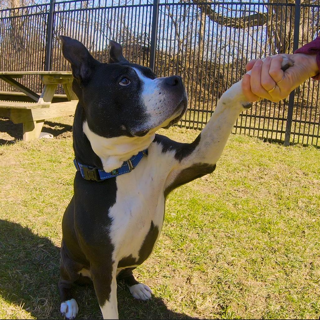 Girlfriend, a Adoptable Mixed Breed in South Haven, MI image 5/6