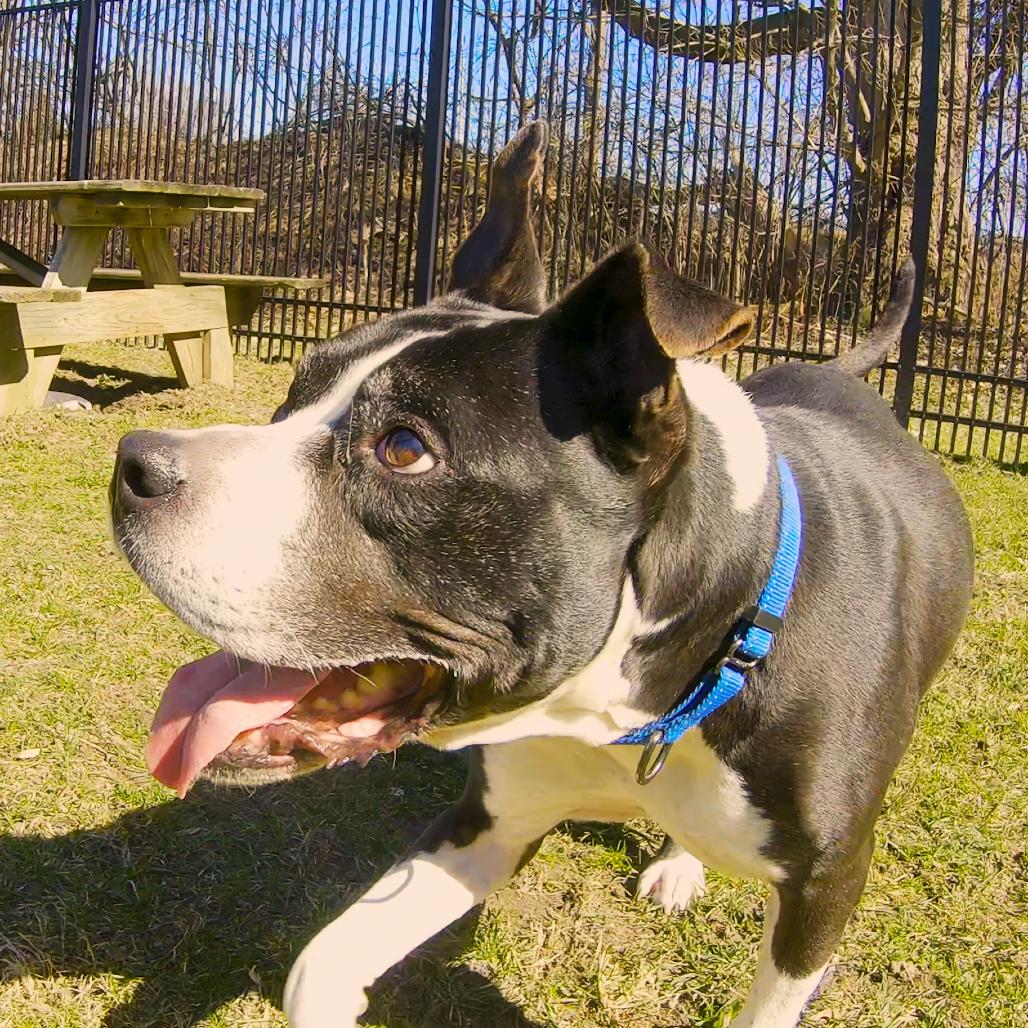 Girlfriend, a Adoptable Mixed Breed in South Haven, MI image 6/6
