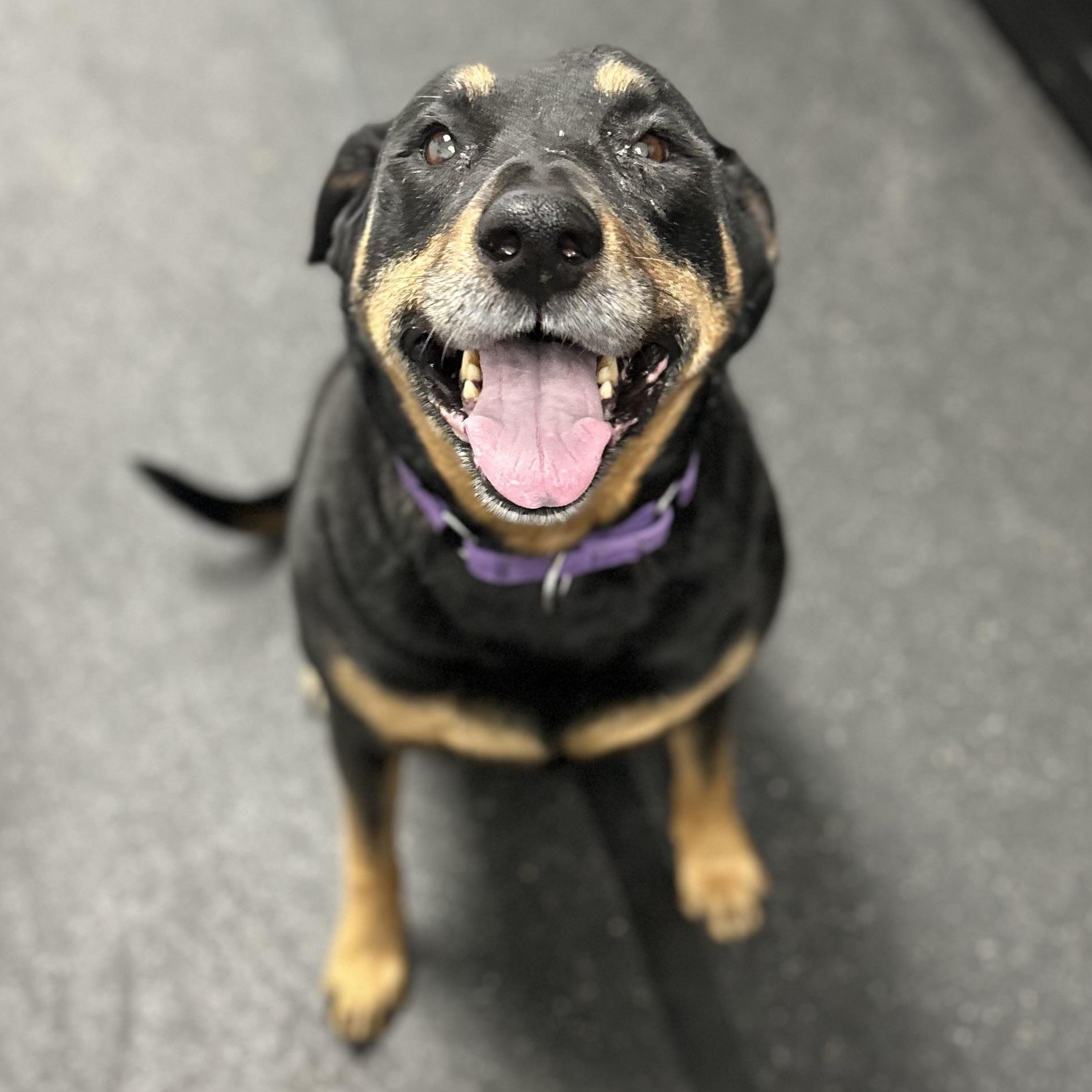 Haley, adopted, Senior Female Rottweiler & German Shepherd Dog.