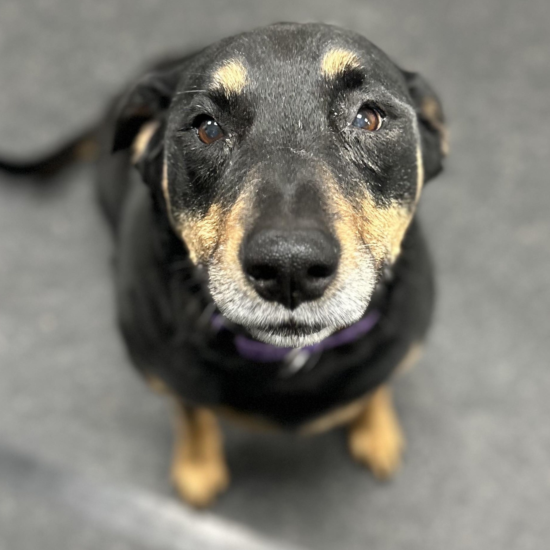 Enlarge Haley, an adopted mixed breed in Youngstown, OH image 2/4