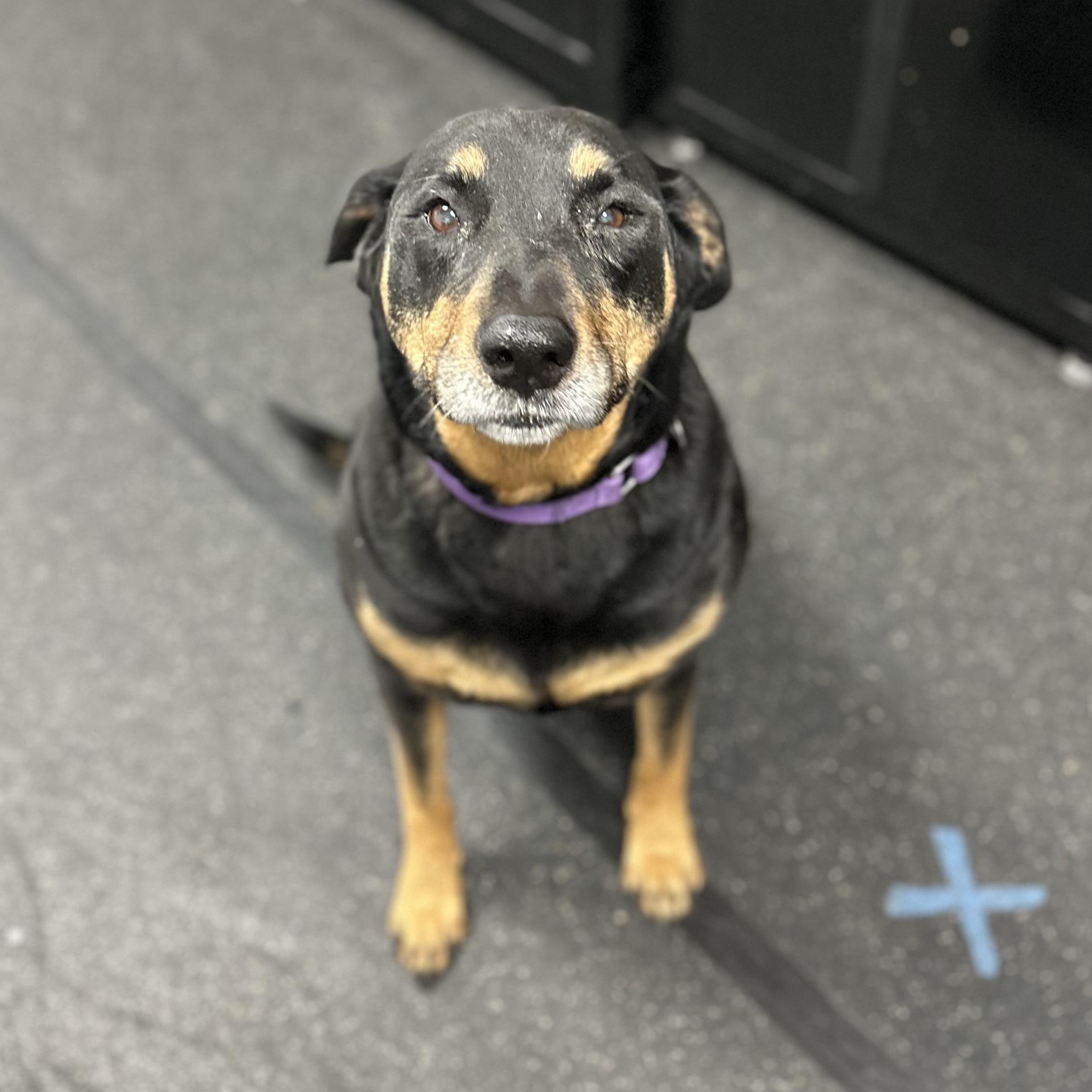 Enlarge Haley, an adopted mixed breed in Youngstown, OH image 4/4