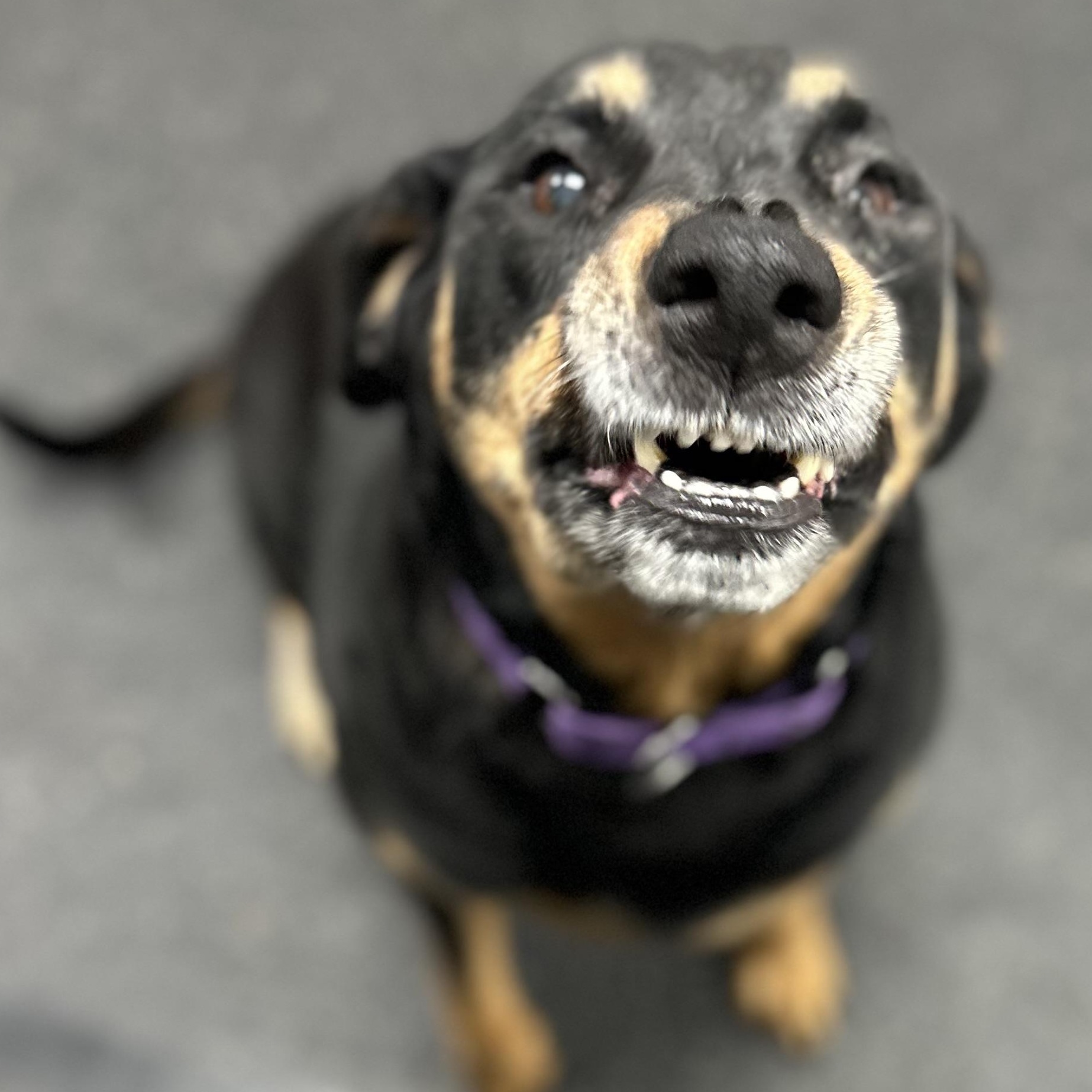 Enlarge Haley, an adopted mixed breed in Youngstown, OH image 3/4