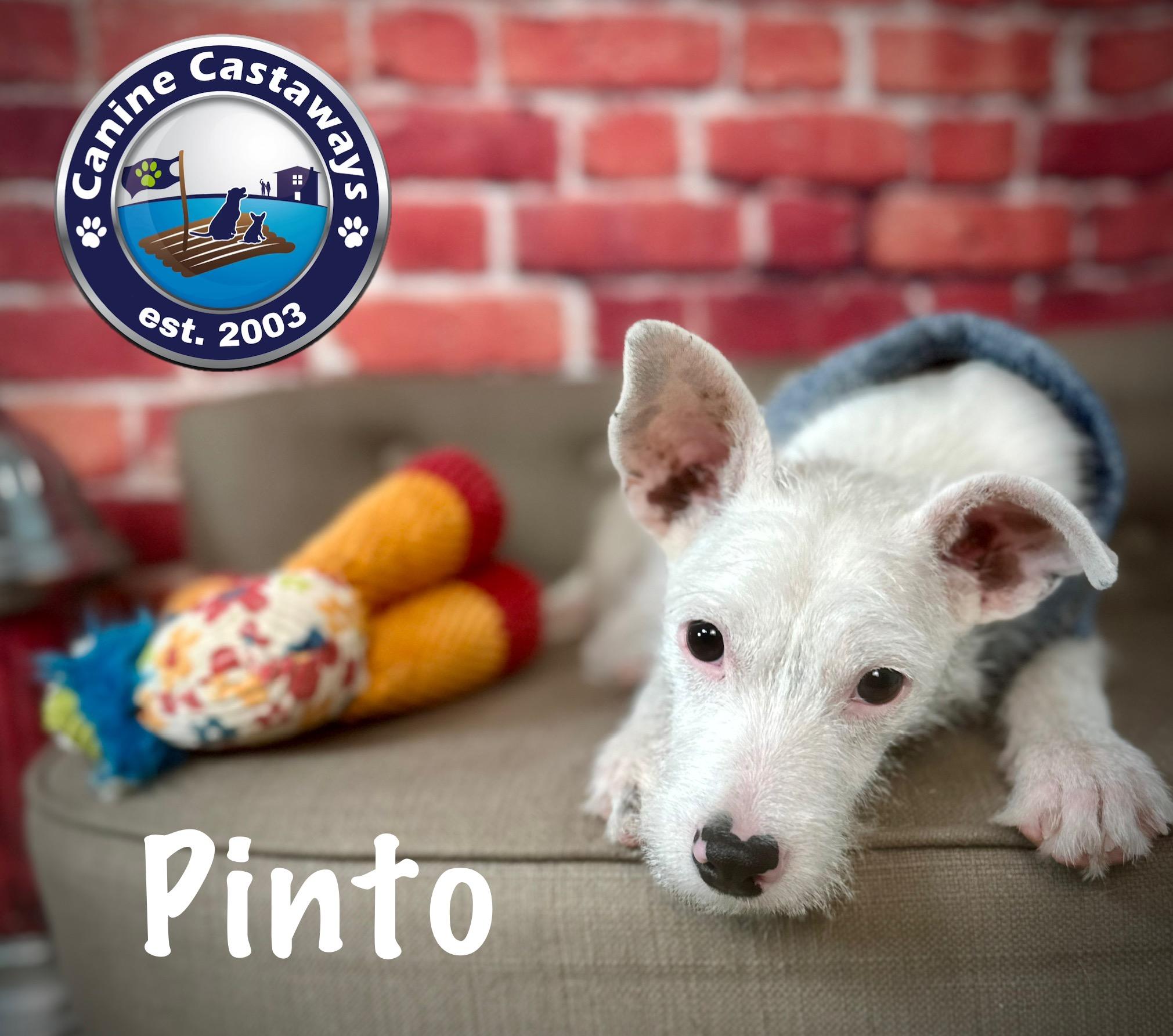 Pinto, a Adoptable mixed breed in Arcadia, FL image 4/6
