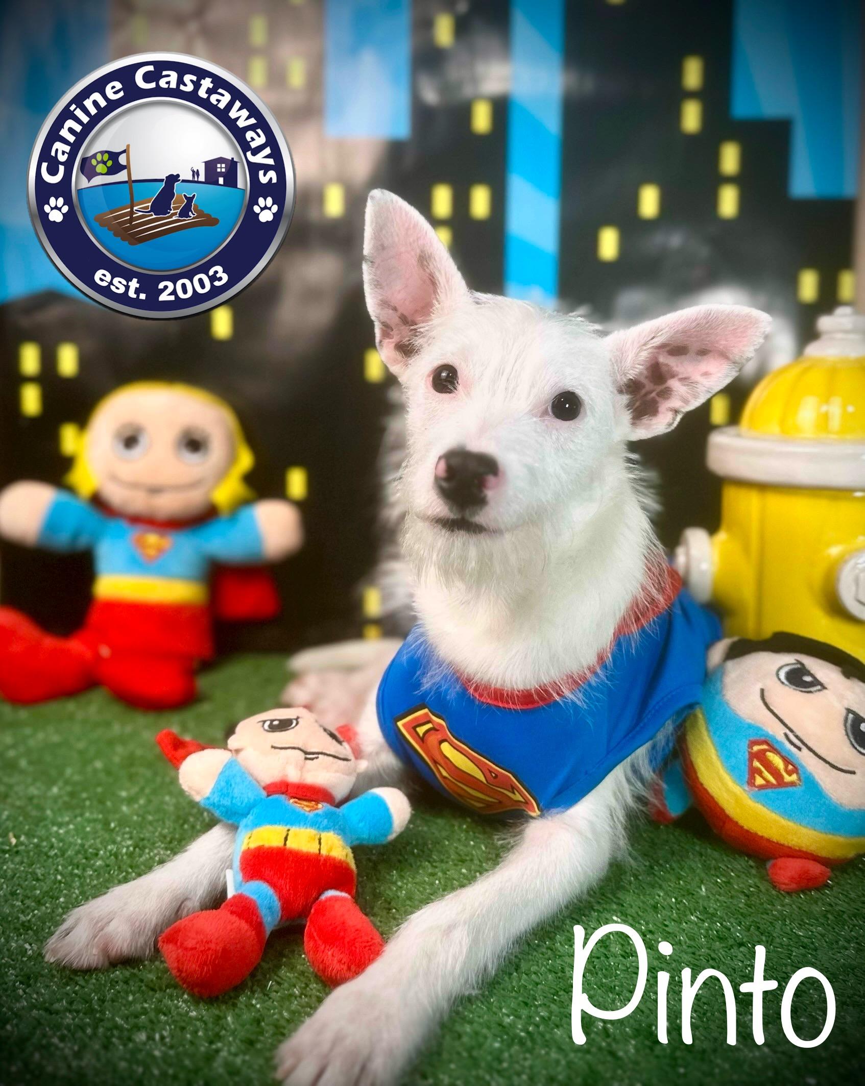 Pinto, a Adoptable mixed breed in Arcadia, FL image 3/6