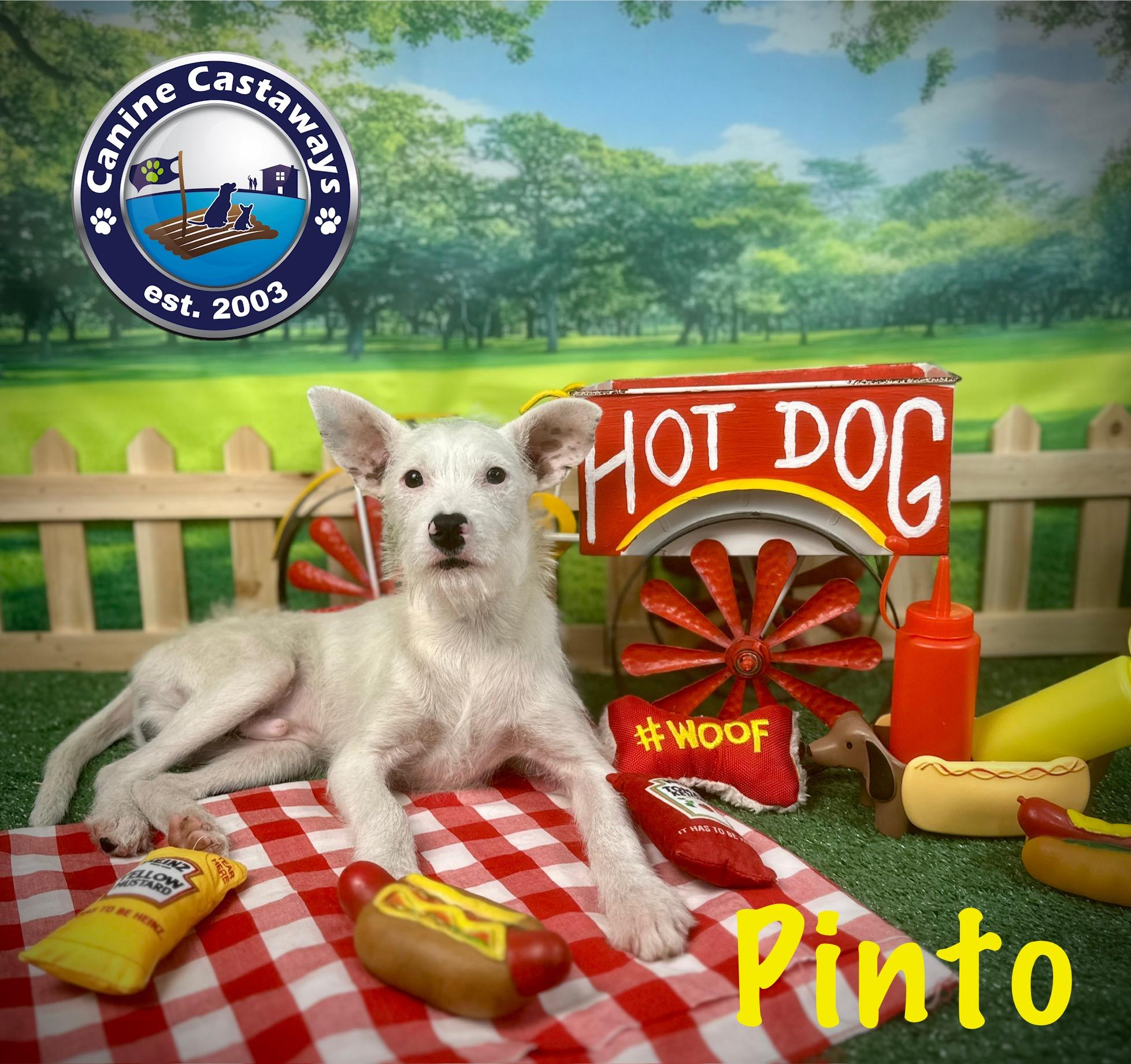 Pinto, a Adoptable mixed breed in Arcadia, FL image 6/6