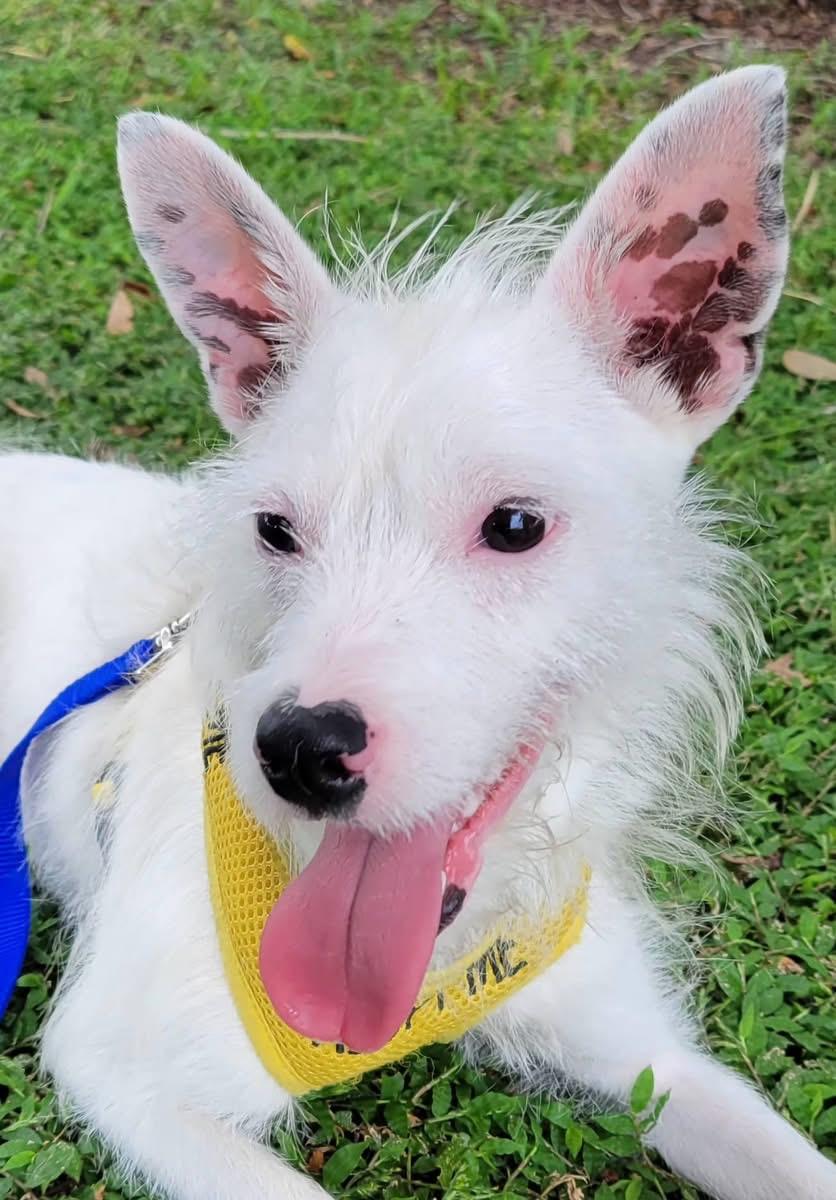 Pinto, Adoptable, Young Male Wire Fox Terrier & Jack Russell Terrier.