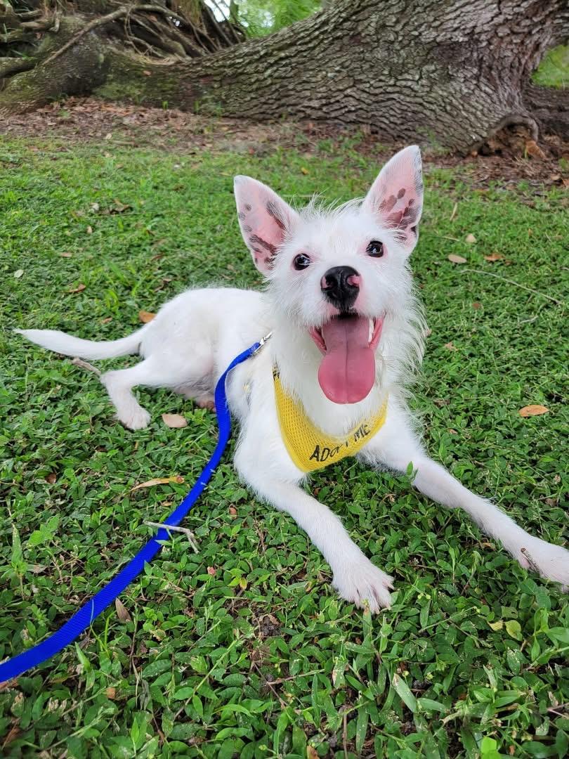 Pinto, a Adoptable mixed breed in Arcadia, FL image 2/6