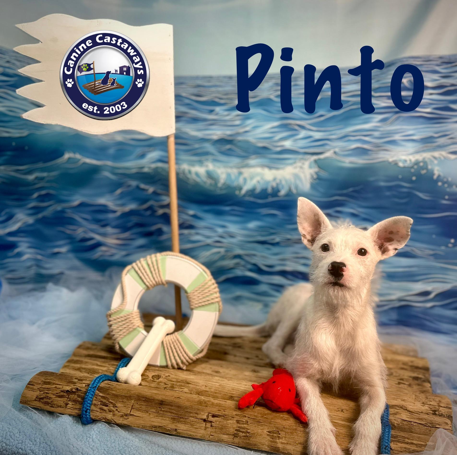 Pinto, a Adoptable mixed breed in Arcadia, FL image 5/6