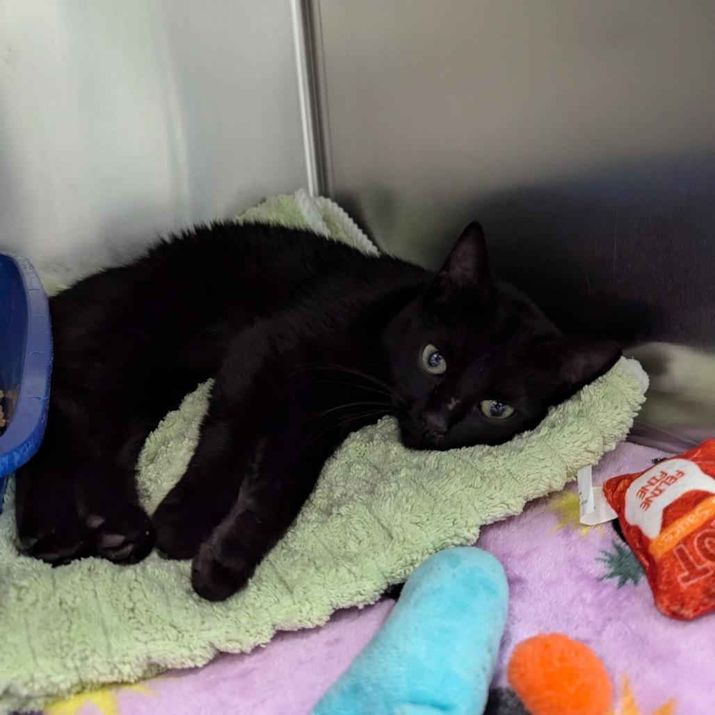 2 Cen, Adoptable, Young Female Domestic Short Hair.