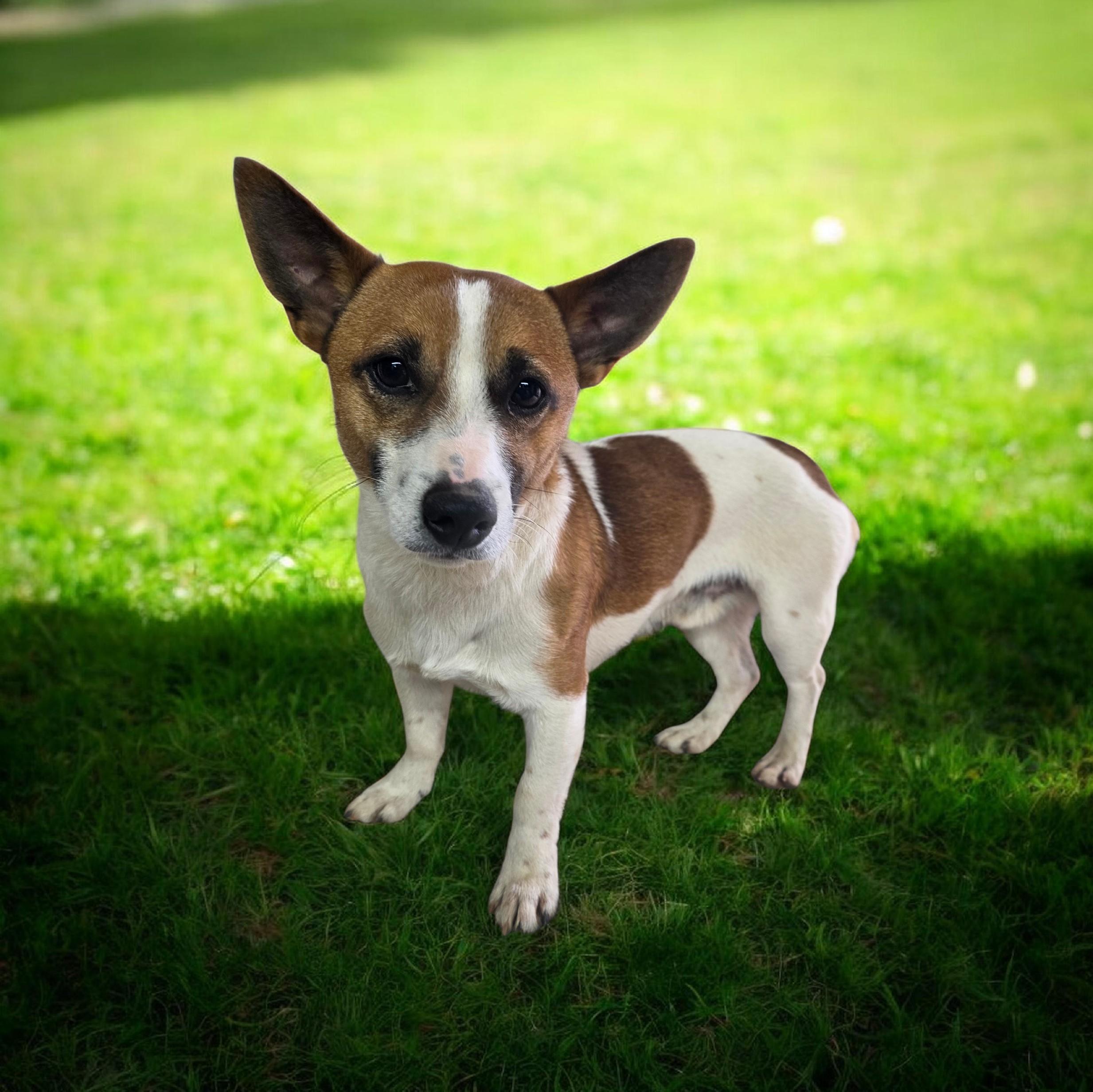 Enlarge Kevin, a ADOPTABLE mixed breed in Dallas, GA image 1/1