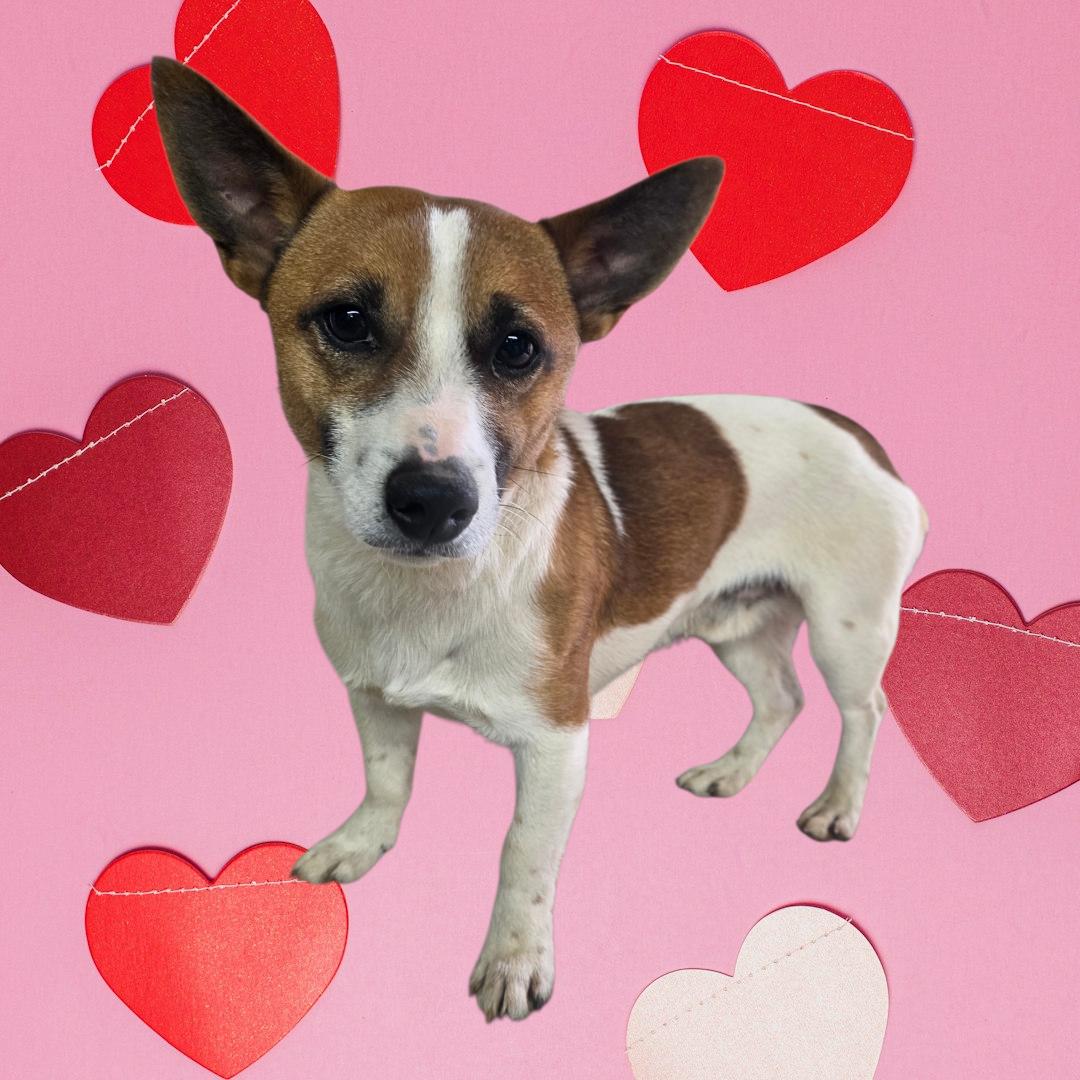 Kevin, ADOPTABLE, Adult Male Jack Russell Terrier.